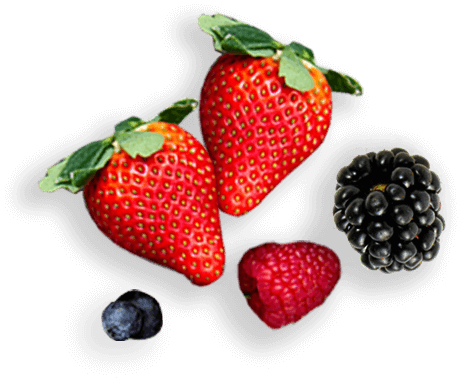 decorative berries