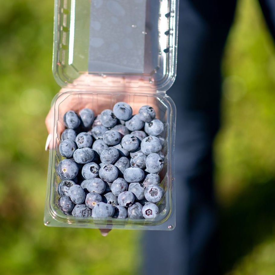 Always Fresh Farms - Picking Berries