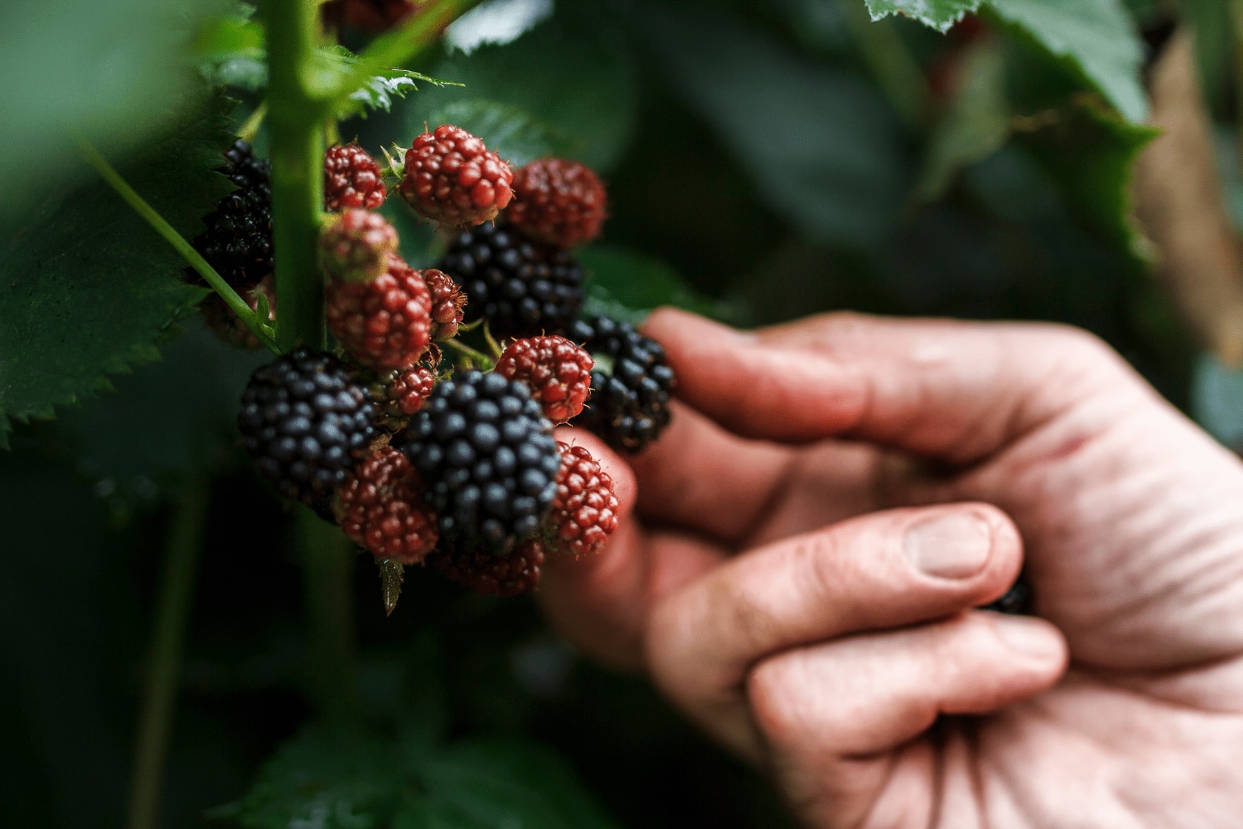 Blackberries