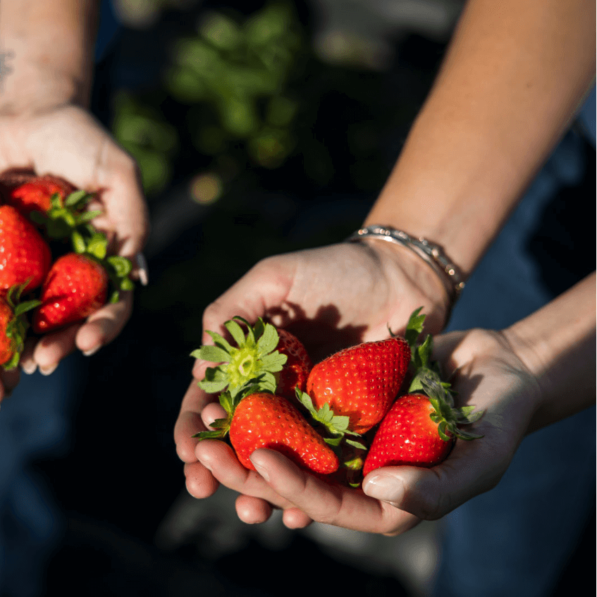 right side image of the product in the farm - mobile size