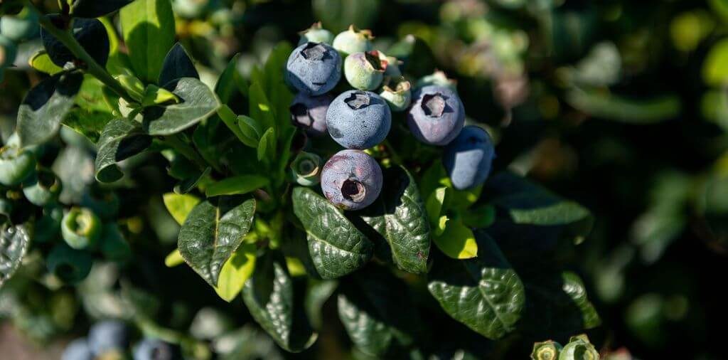 Blueberries