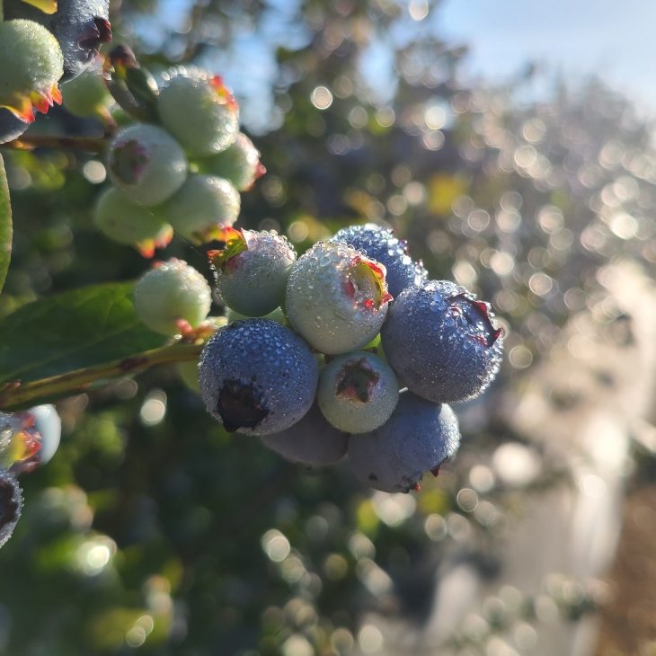 Always Fresh Farms - Picking Berries