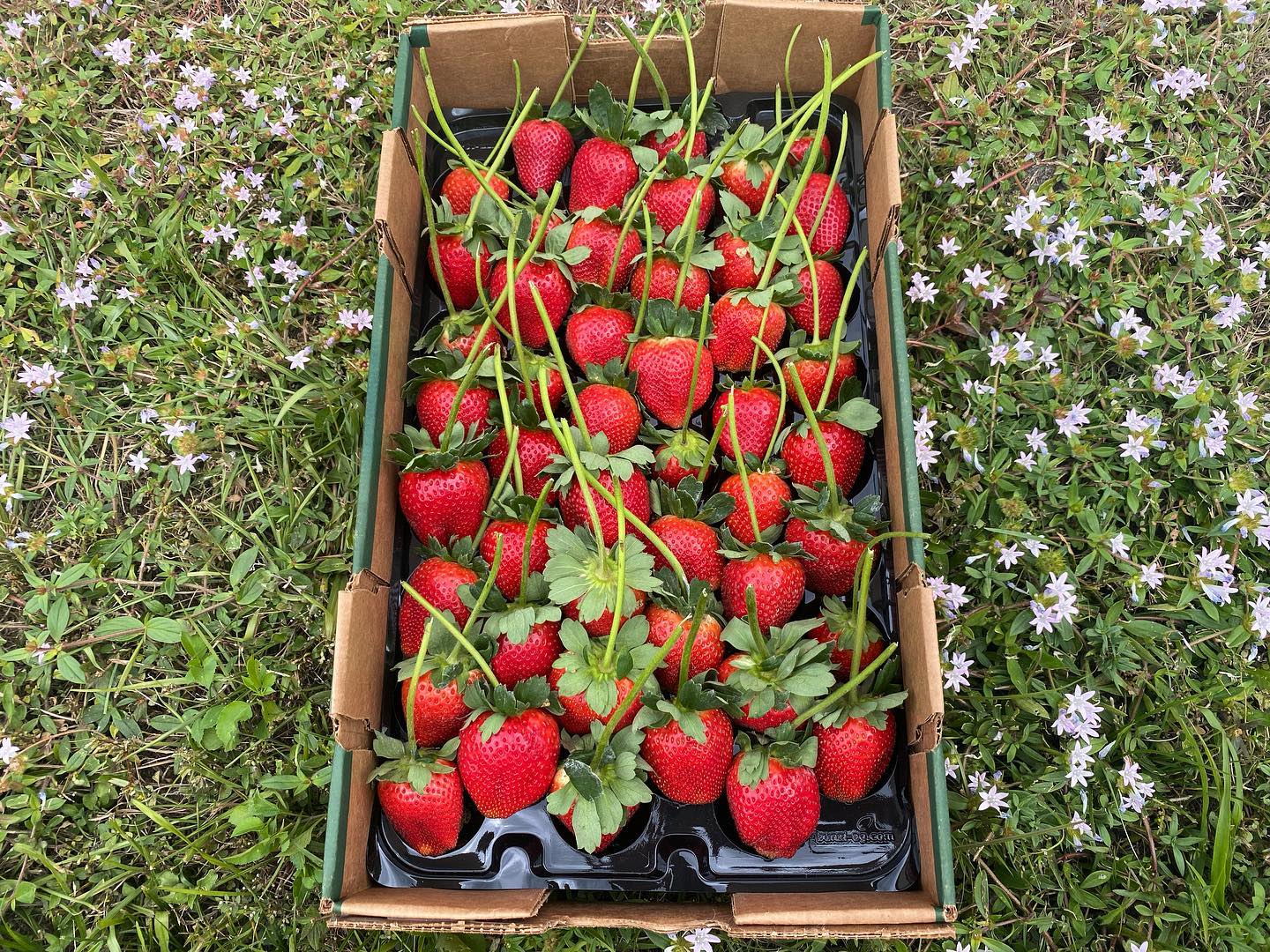 As we approach Valentine’s Day, look for our sweet stem strawberries in your favorite grocery store. Perfect for dipping in…