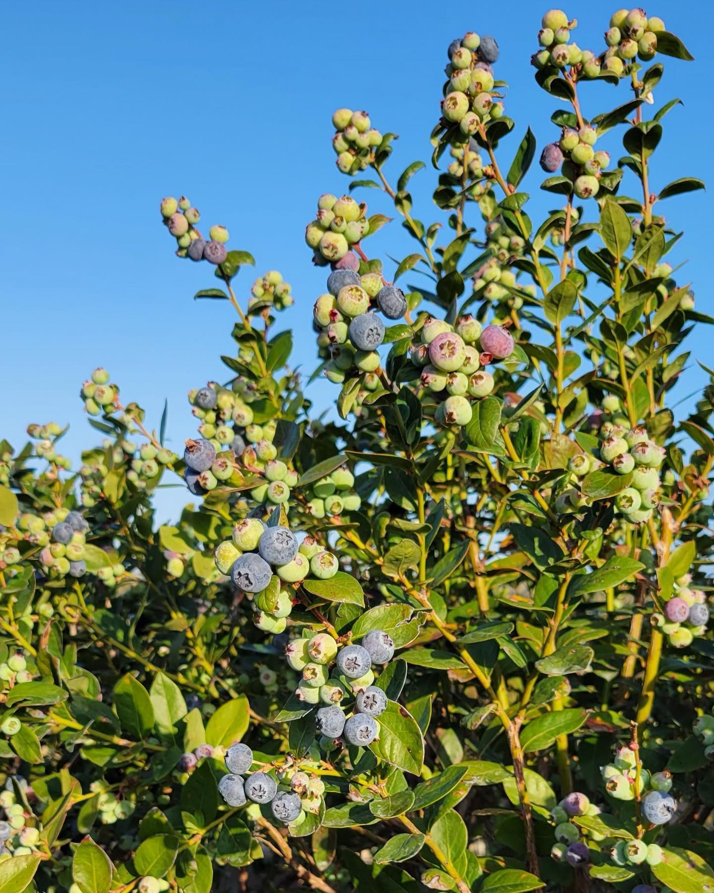 It’s time to welcome Florida blueberries back into the game!