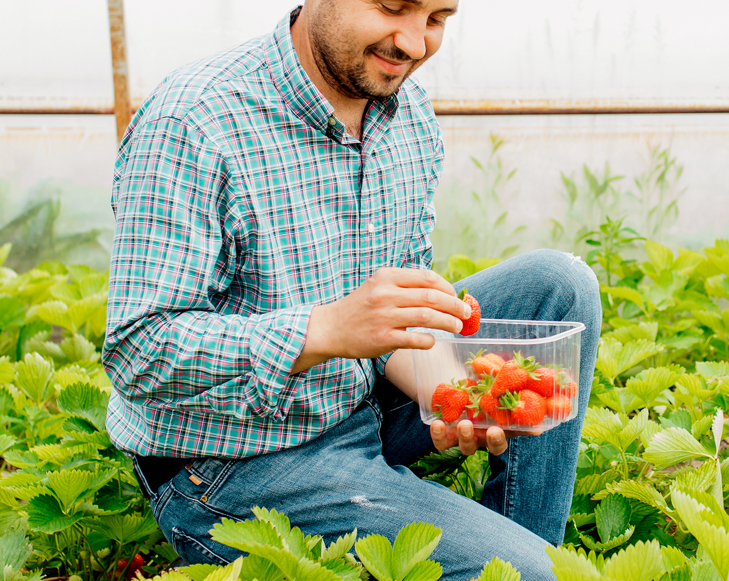 Image of Always Fresh grower holding a container of Strawberries in a field.