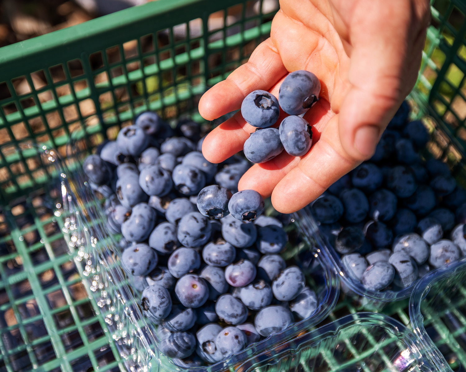 Image of hand dropping Always Fresh blueberries into a basket.