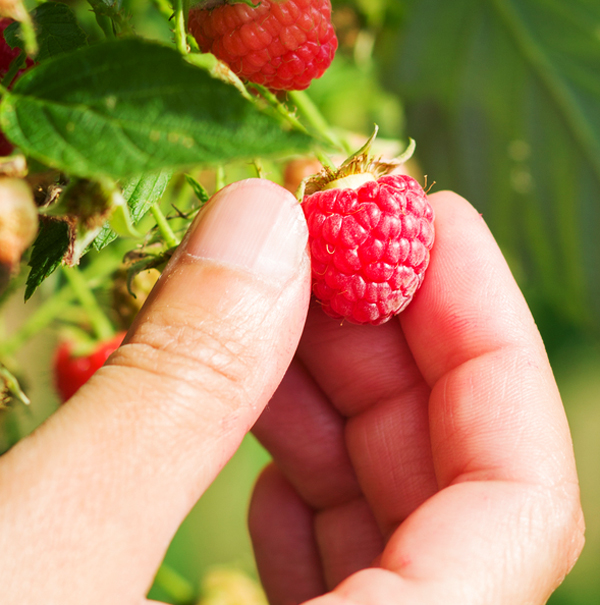 Image of hand picking a ripe raspberry