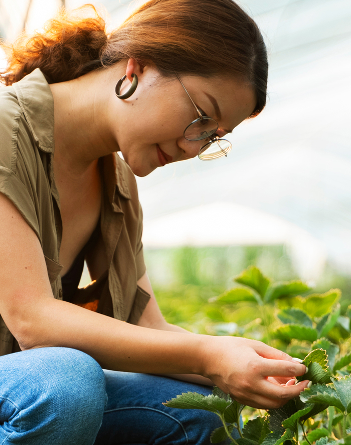 Image of Always Fresh grower in a berry field