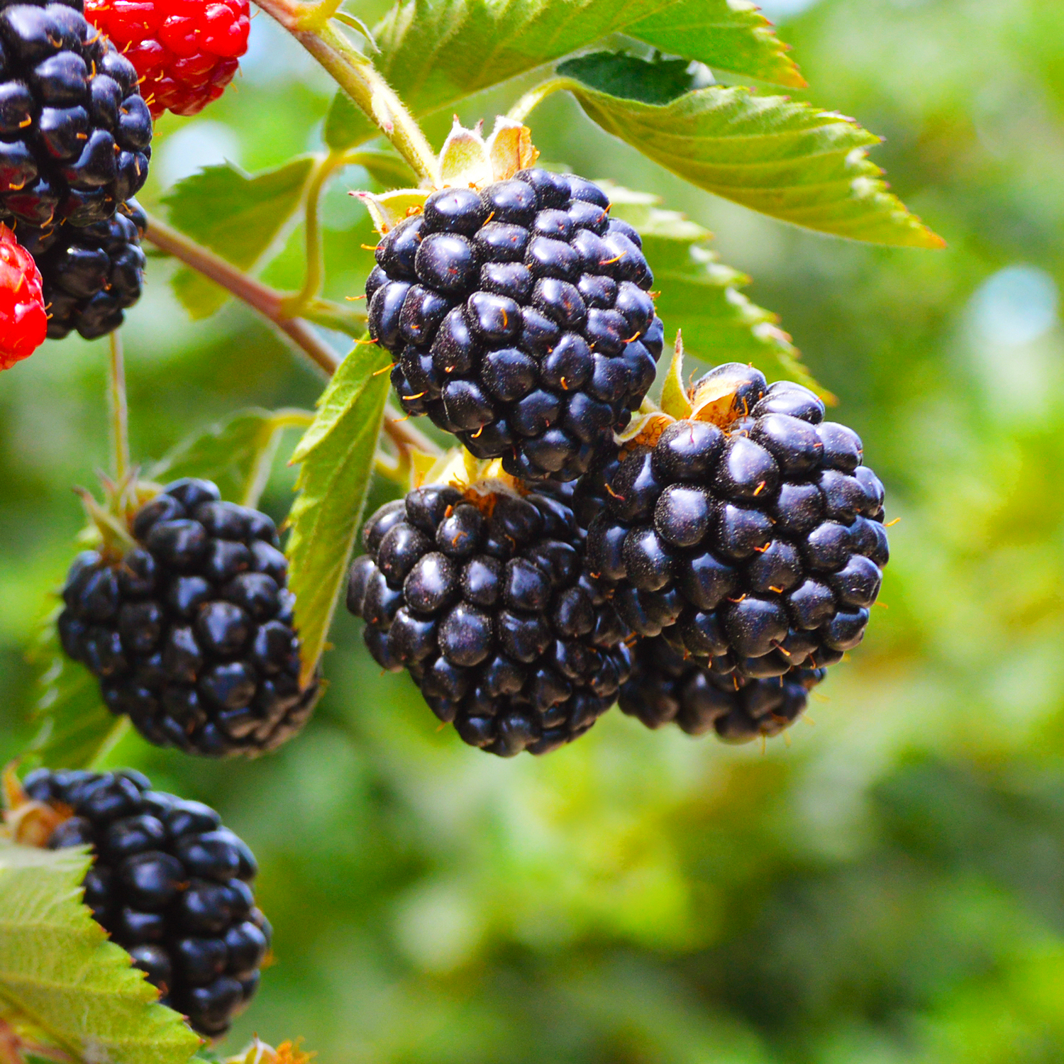 Image of blackberry bush