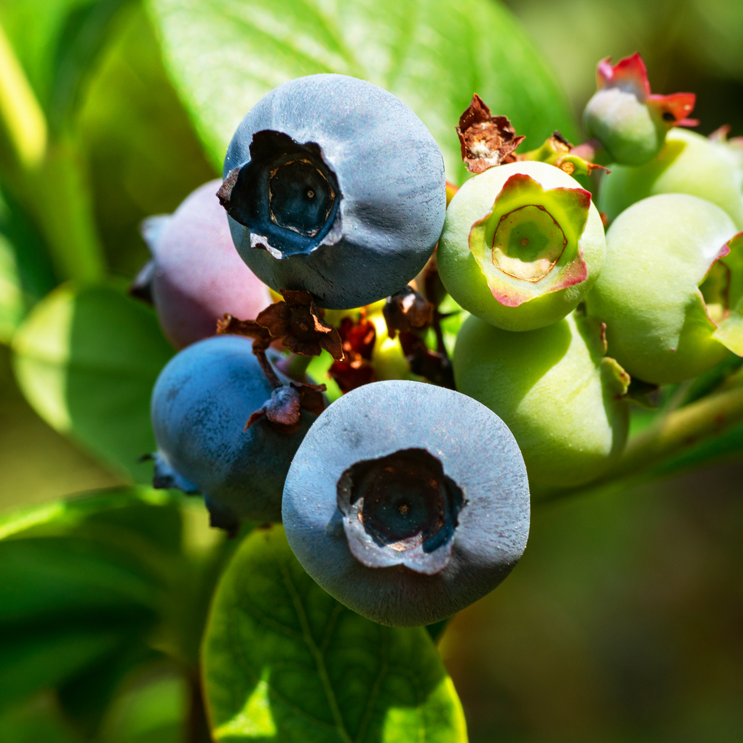 Image of Blueberry bush with ripe and unripe blueberries
