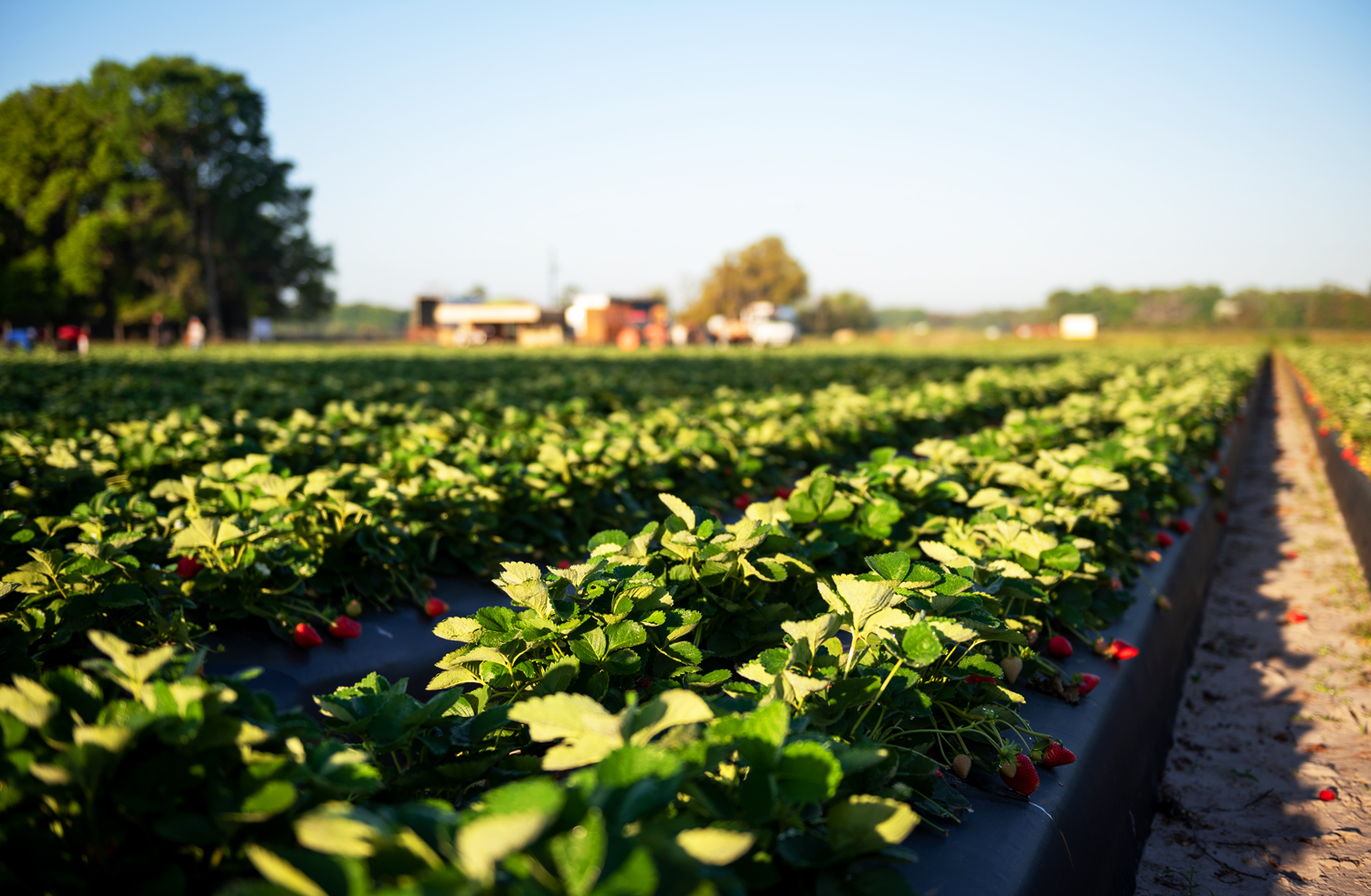 Image of Always Fresh strawberry field