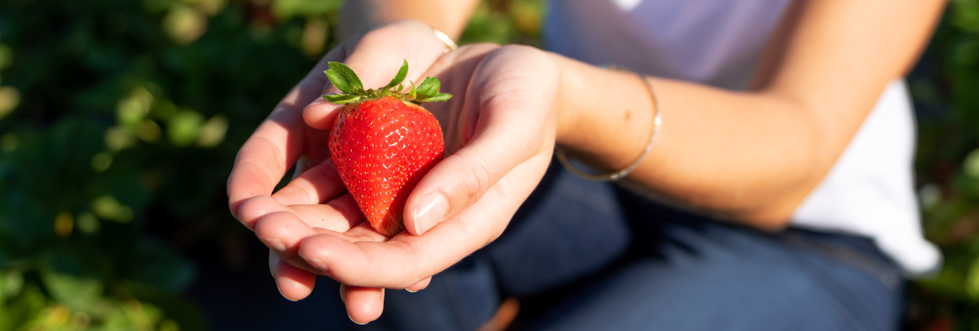 Image of hand holding an Always Fresh Strawberry