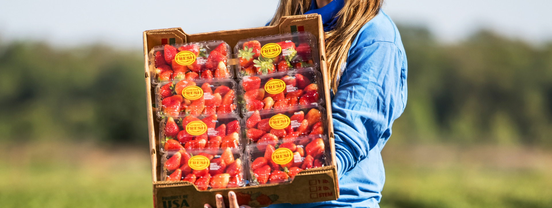 Image of a person in a field holding a packed boxed with eight Always Fresh strawberry containers.
