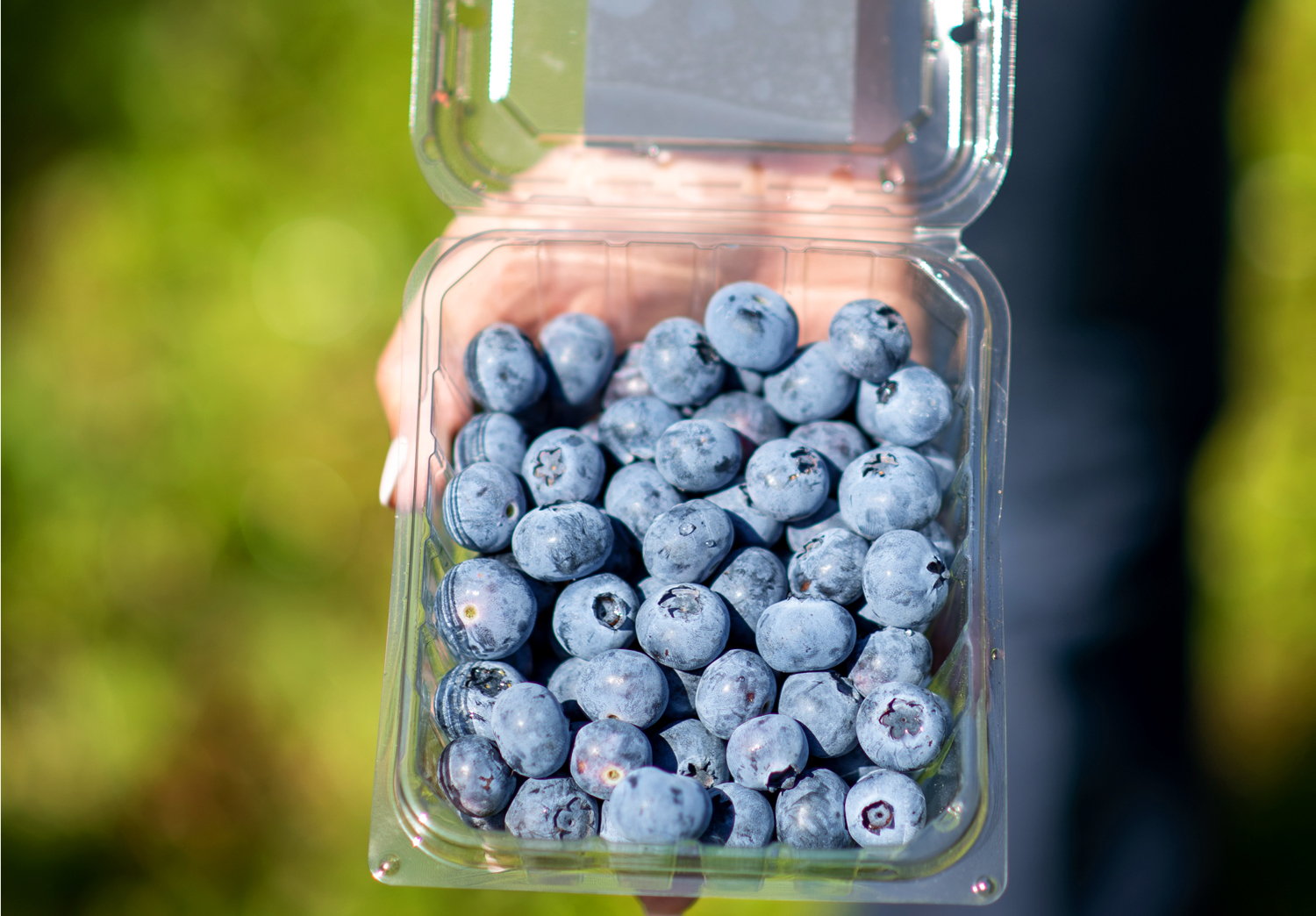 Image of hand holding a container of Always Fresh blueberries