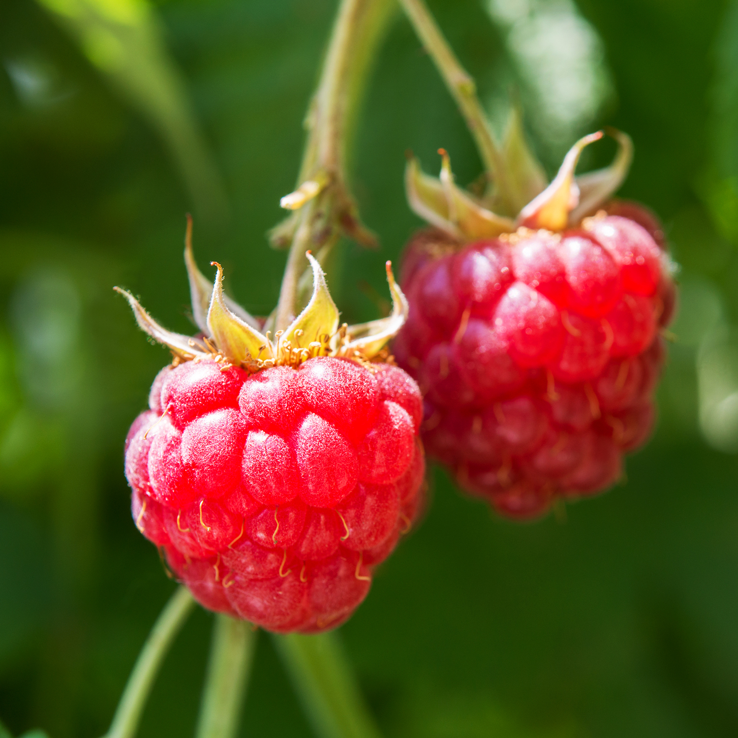 Image of 2 raspberries on a bush