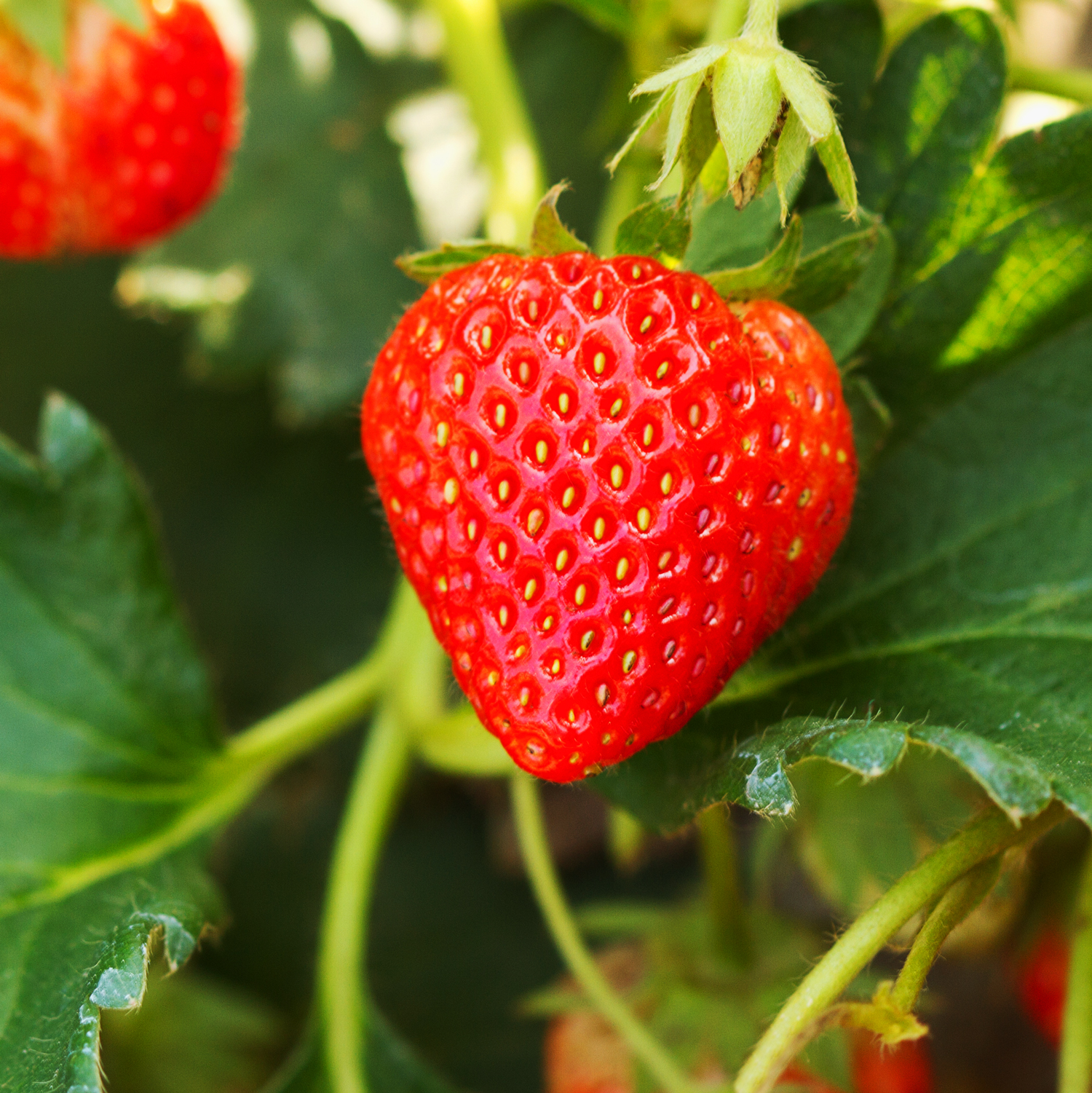 Image of Always Fresh strawberry plant
