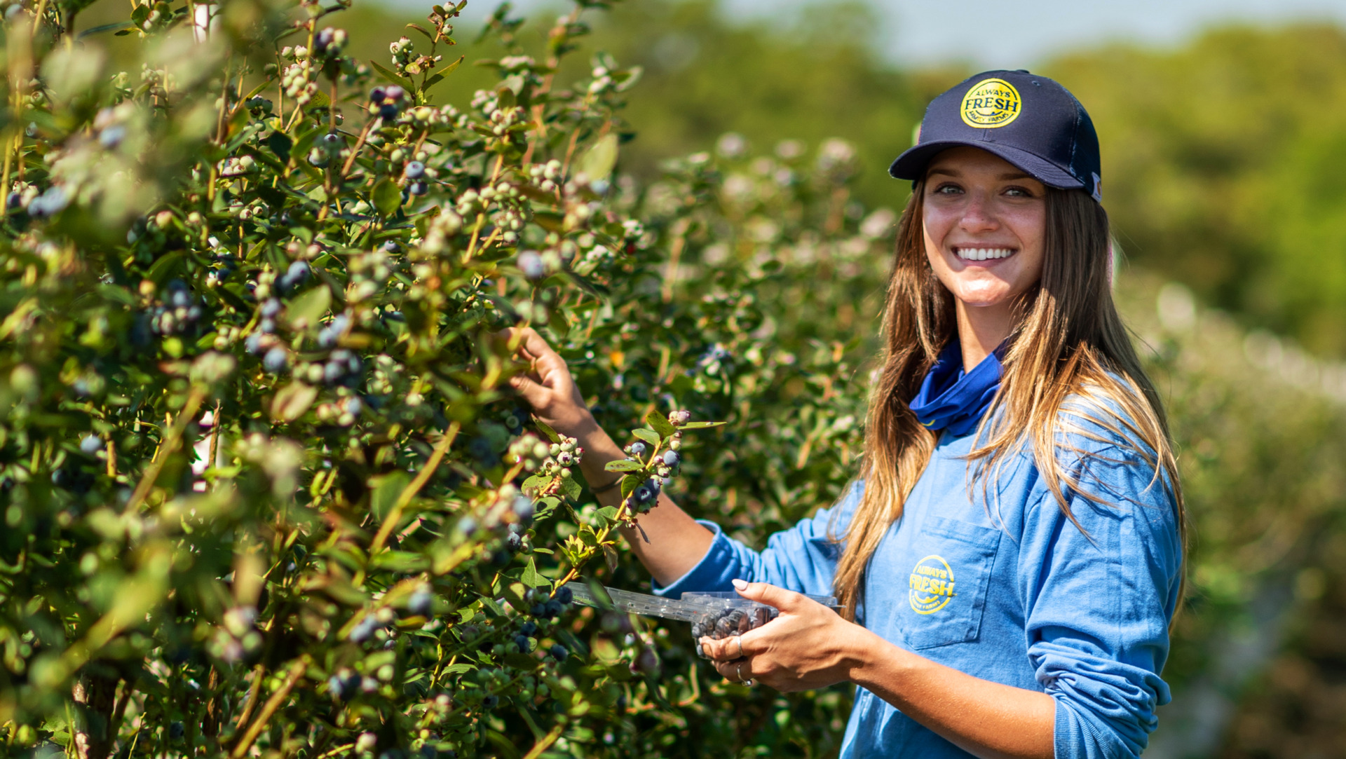 Image of Always Fresh worker next to a blueberry bush